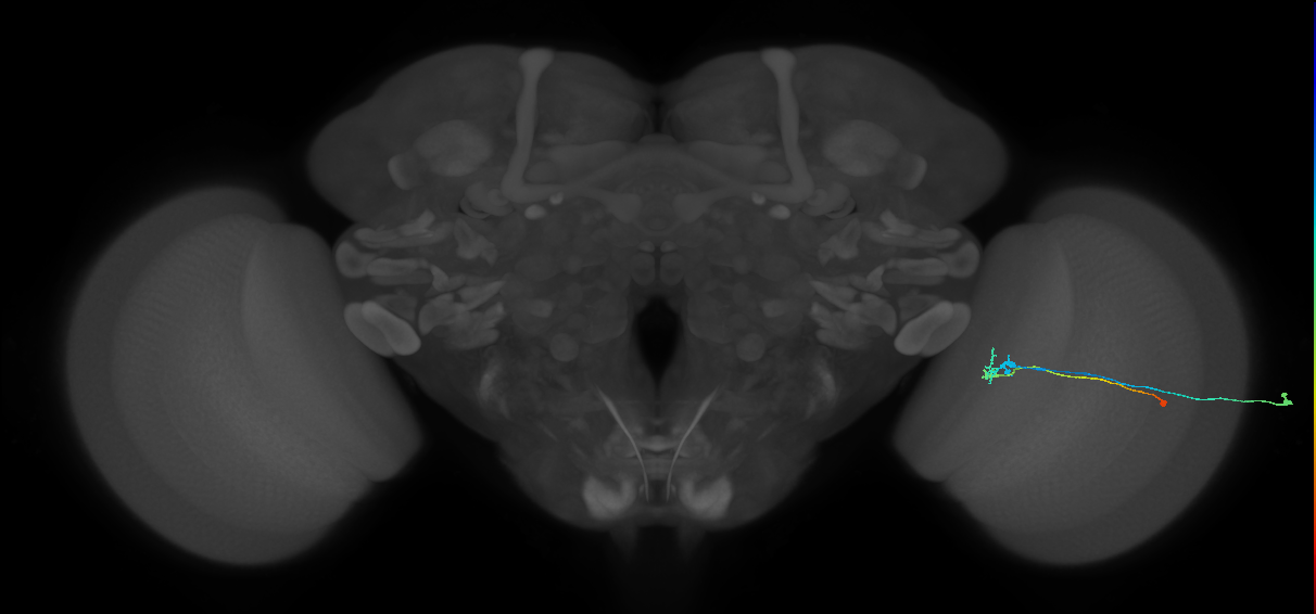C2_R (MaleCNS:90637)