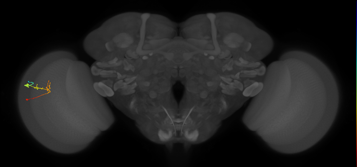 C2_L (MaleCNS:164687)