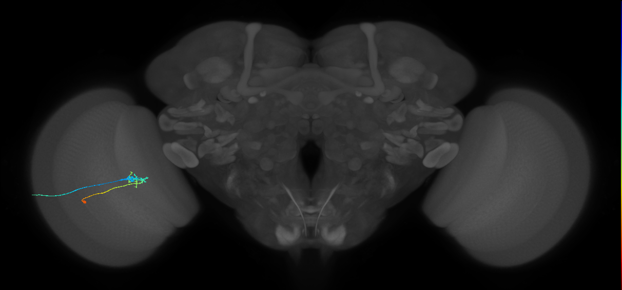 C2_L (MaleCNS:165856)