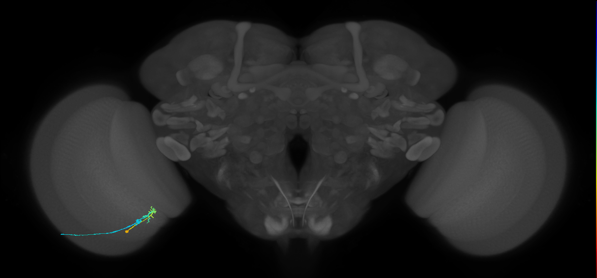 C2_L (MaleCNS:104590)