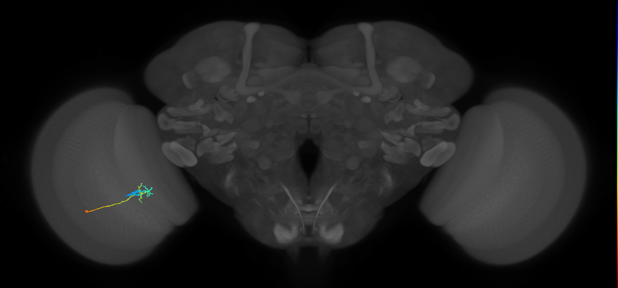 C2_L (MaleCNS:40346)