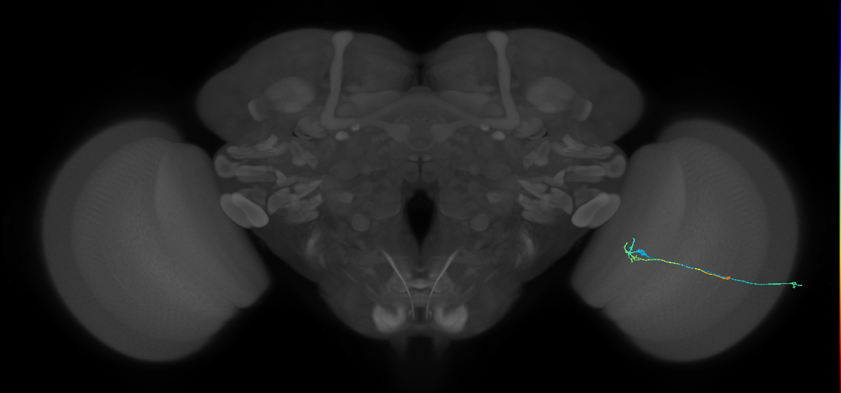 C2_R (MaleCNS:120927)