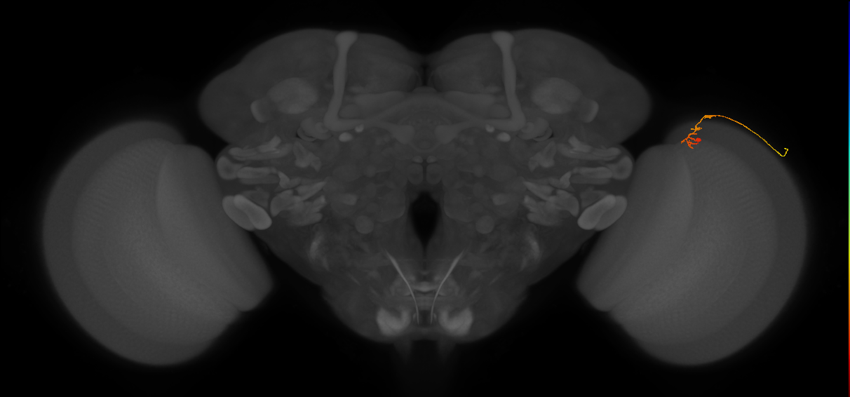 C2_R (MaleCNS:141210)