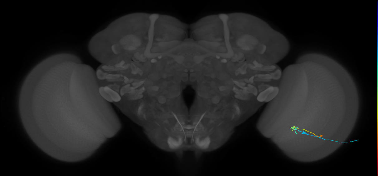C2_R (MaleCNS:117424)