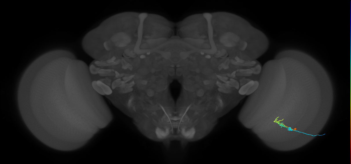 C2_R (MaleCNS:81322)