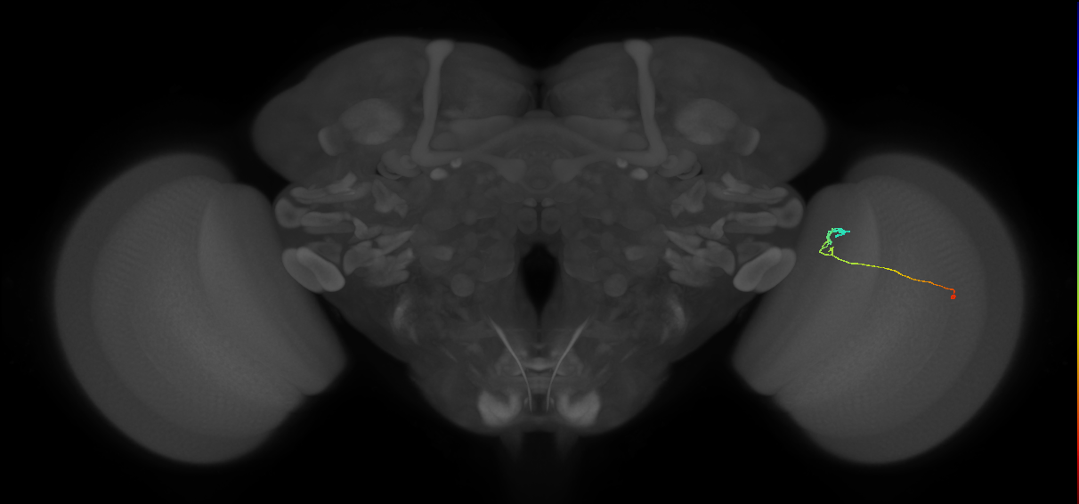 C2_R (MaleCNS:147527)