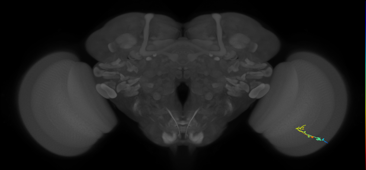 C2_R (MaleCNS:70399)