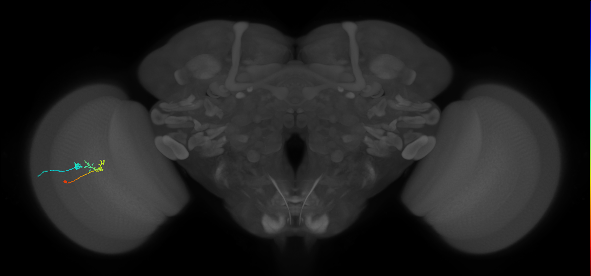 C2_L (MaleCNS:63542)
