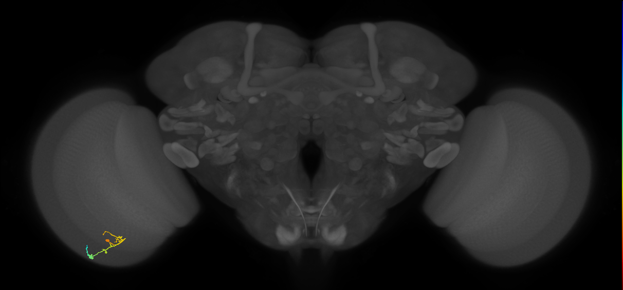 C2_L (MaleCNS:125761)