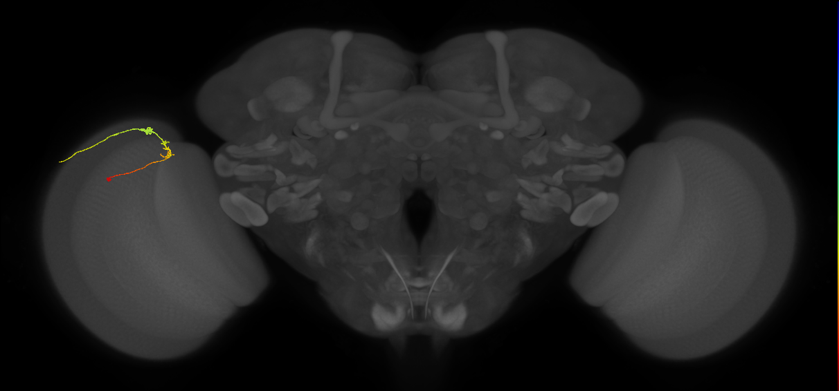 C2_L (MaleCNS:149159)
