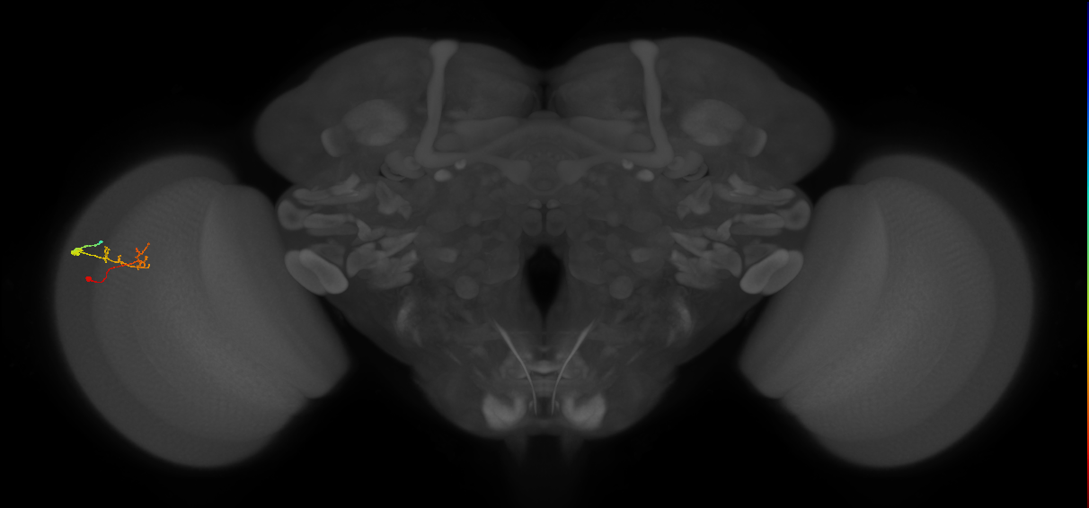 C2_L (MaleCNS:94982)