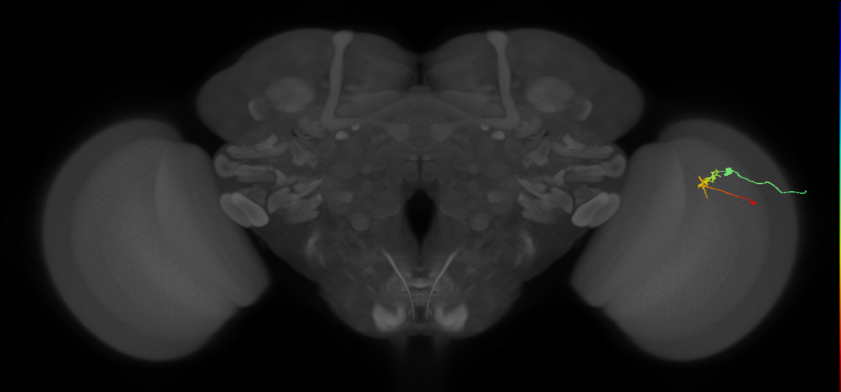 C2_R (MaleCNS:111788)