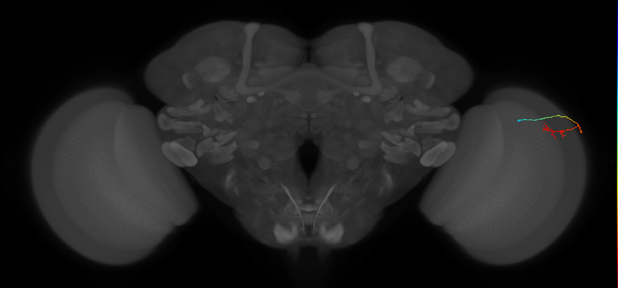 C2_R (MaleCNS:547159)