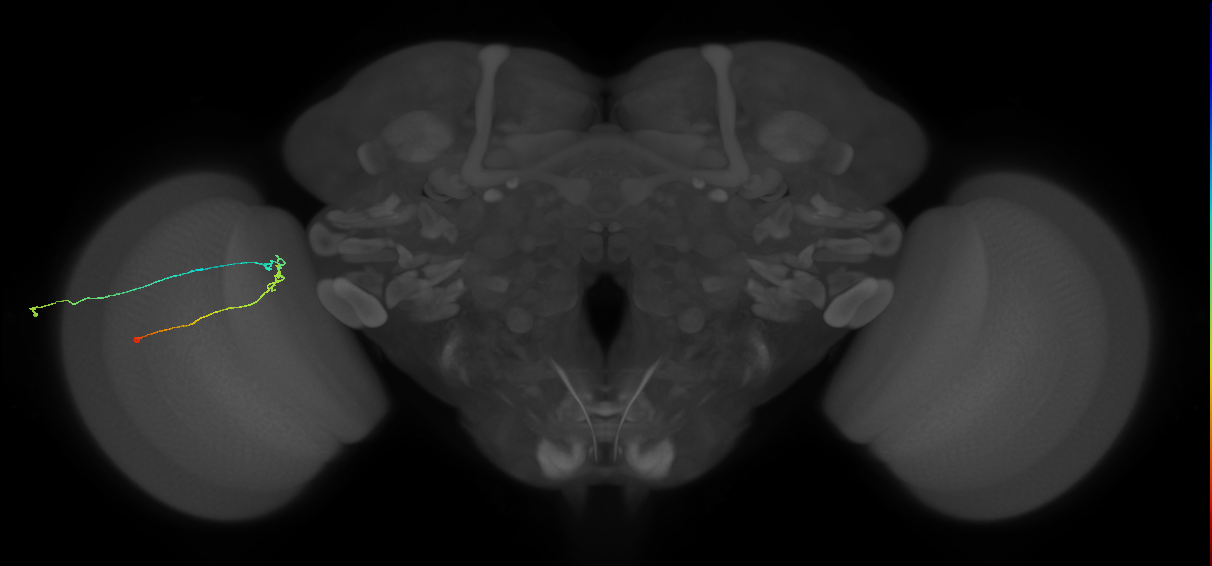 C2_L (MaleCNS:151296)