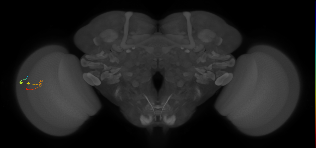 C2_L (MaleCNS:41373)