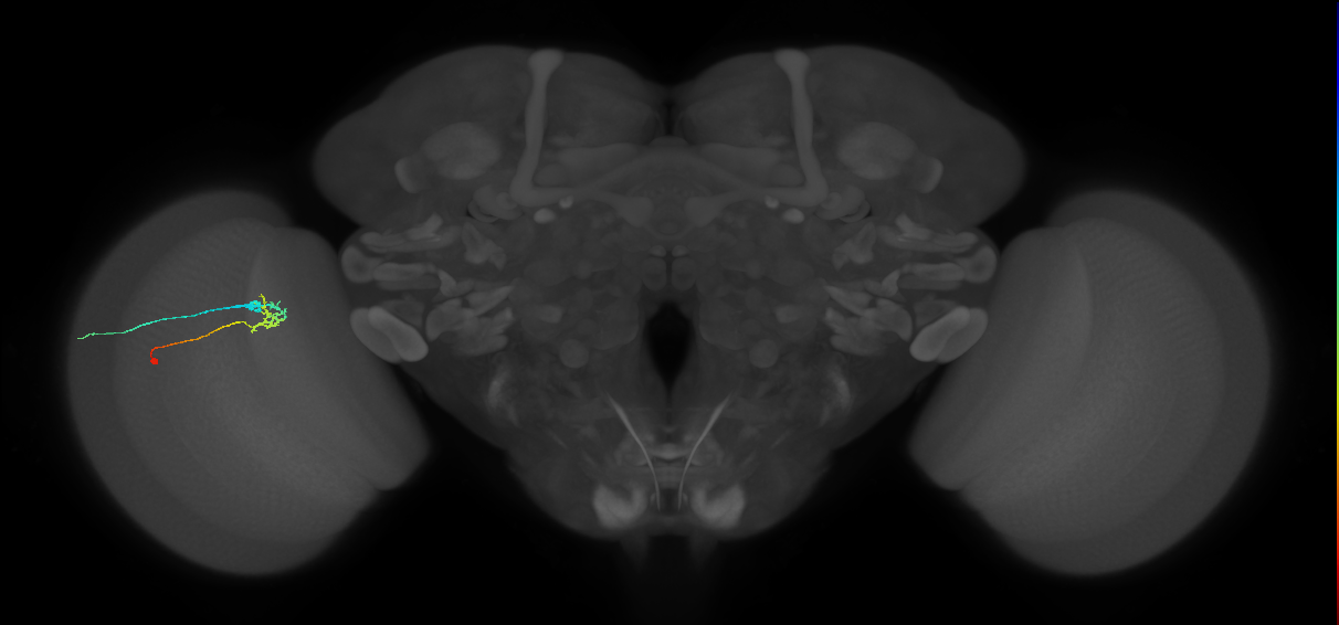 C2_L (MaleCNS:126911)