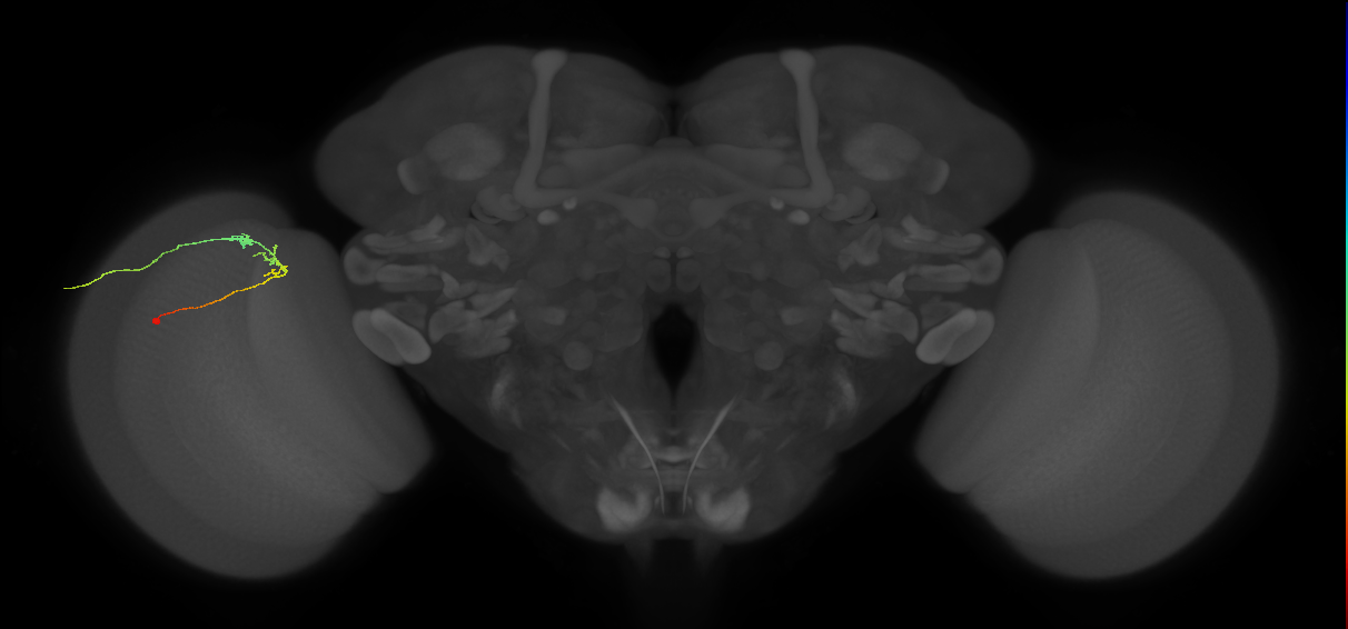 C2_L (MaleCNS:164007)