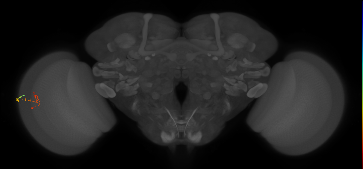 C2_L (MaleCNS:162423)