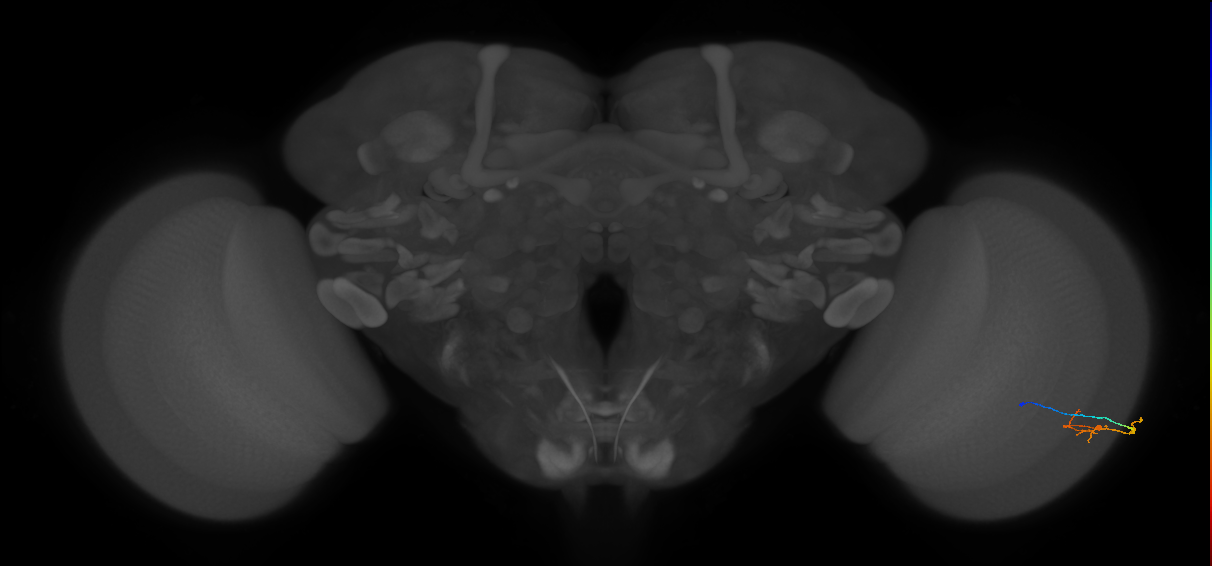C2_R (MaleCNS:131806)