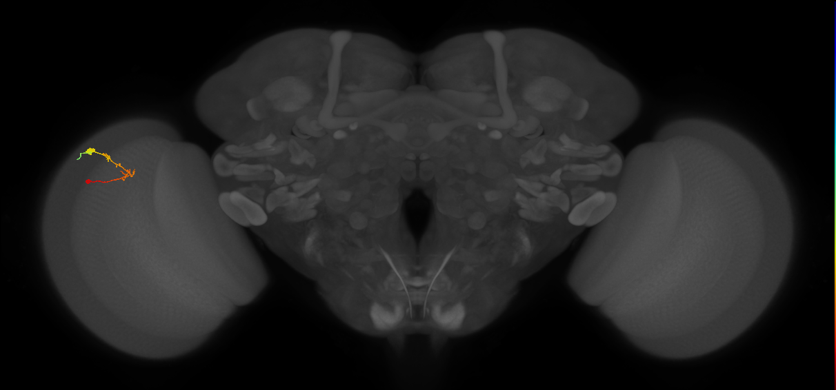 C2_L (MaleCNS:97925)
