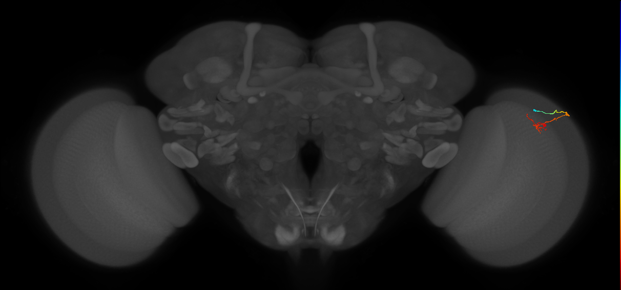 C2_R (MaleCNS:132463)
