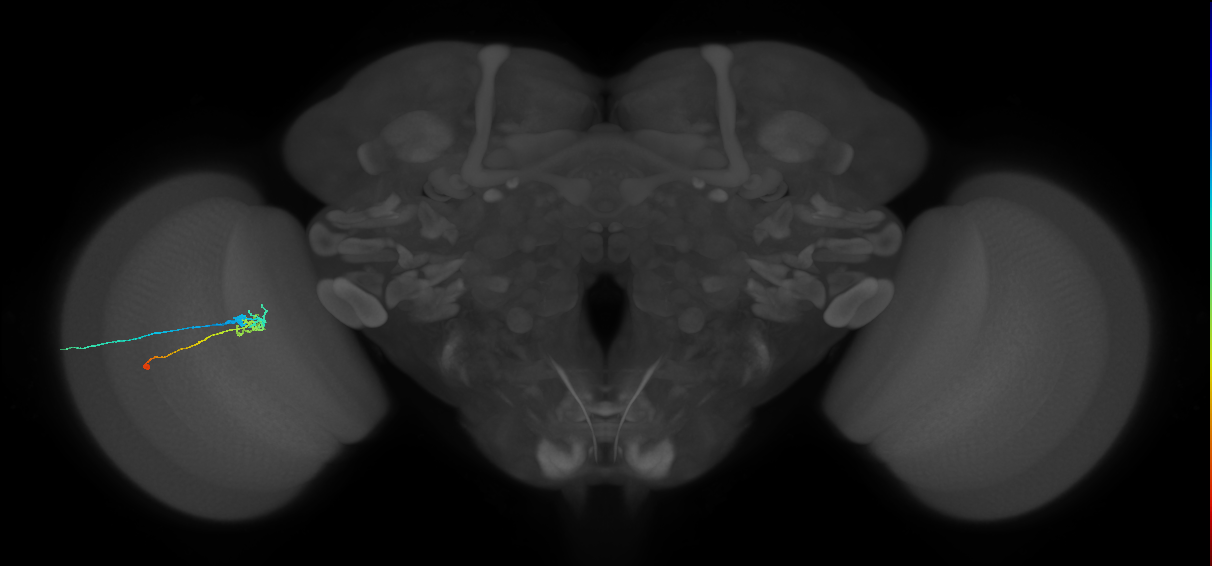 C2_L (MaleCNS:173827)