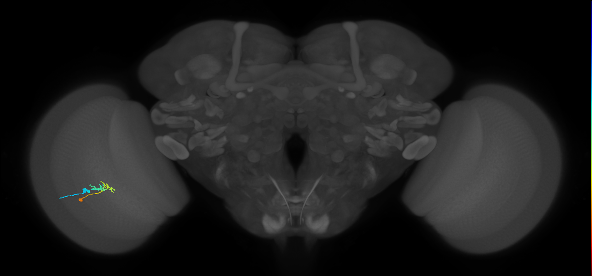 C2_L (MaleCNS:127390)