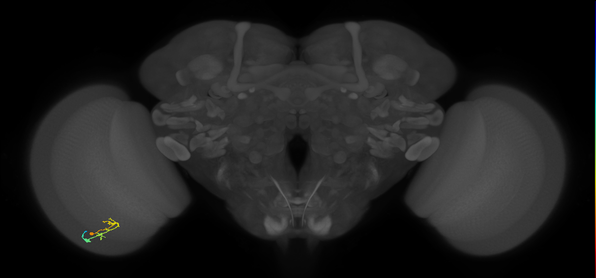 C2_L (MaleCNS:101126)