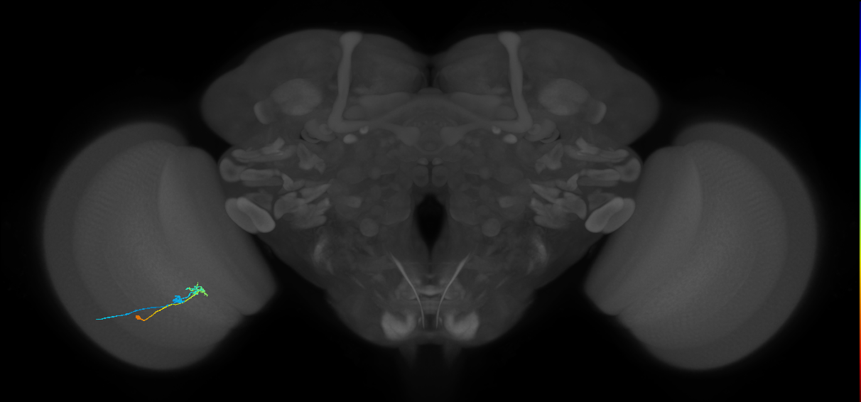 C2_L (MaleCNS:133273)