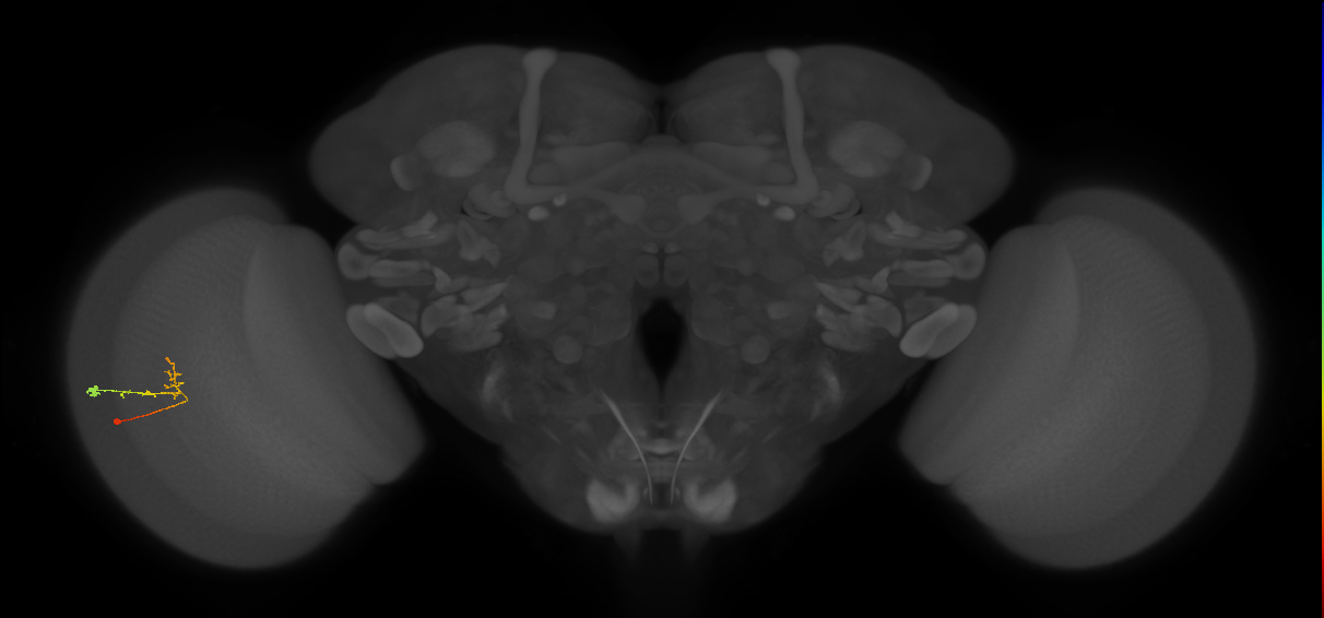 C2_L (MaleCNS:162220)