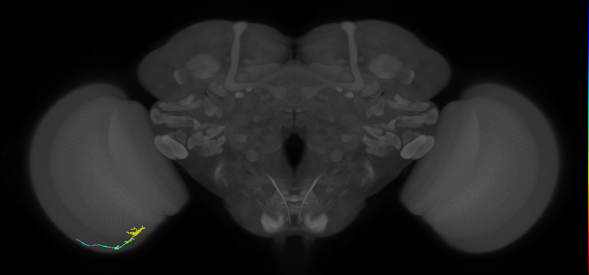 C2_L (MaleCNS:130454)