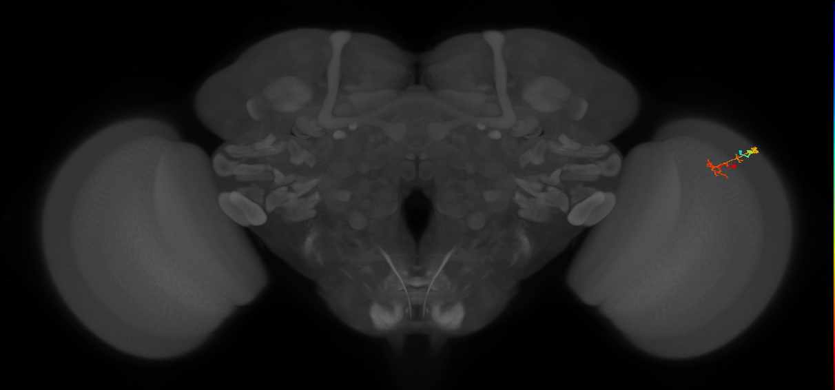 C2_R (MaleCNS:118384)