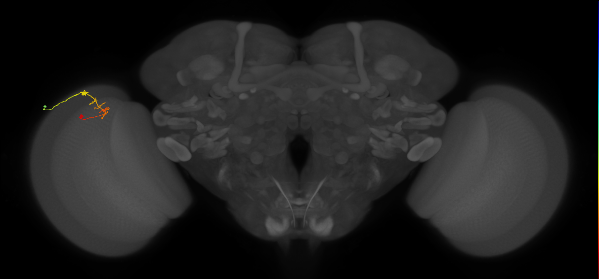 C2_L (MaleCNS:211858)