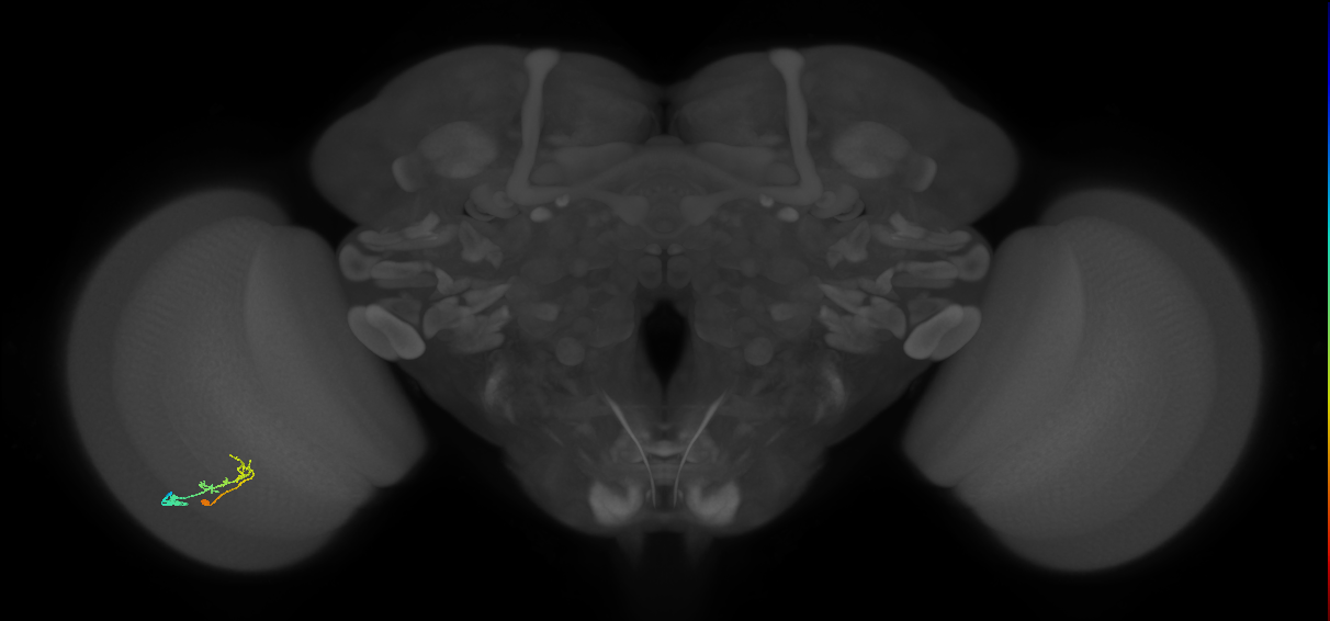 C2_L (MaleCNS:87740)