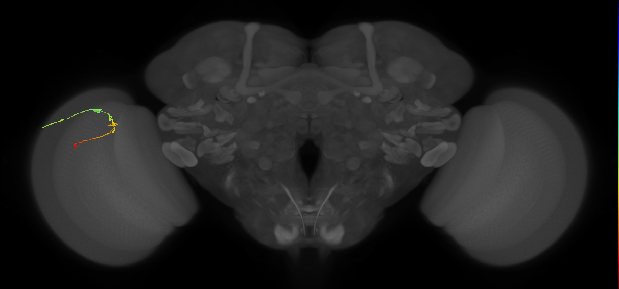 C2_L (MaleCNS:169164)