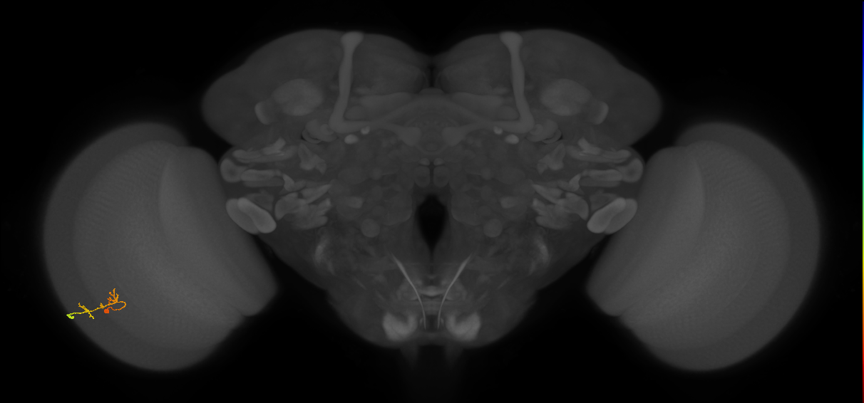 C2_L (MaleCNS:109284)