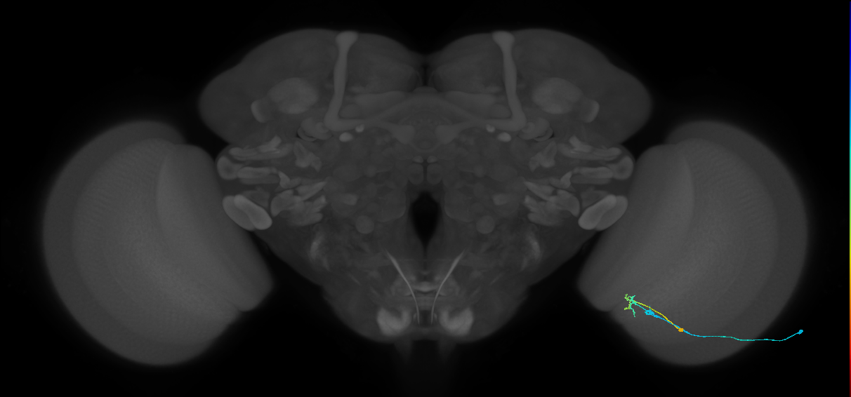 C2_R (MaleCNS:114849)