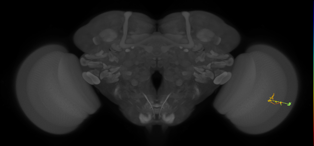 C2_R (MaleCNS:89058)