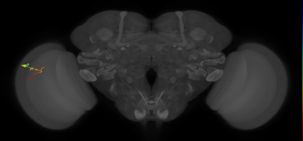 C2_L (MaleCNS:108987)