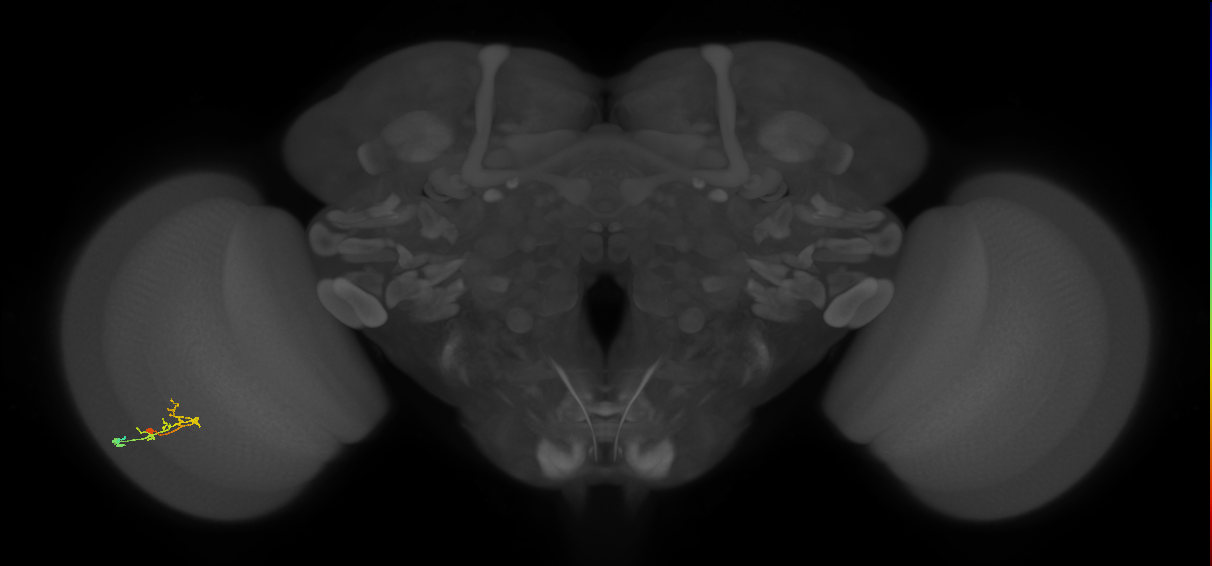 C2_L (MaleCNS:902732)
