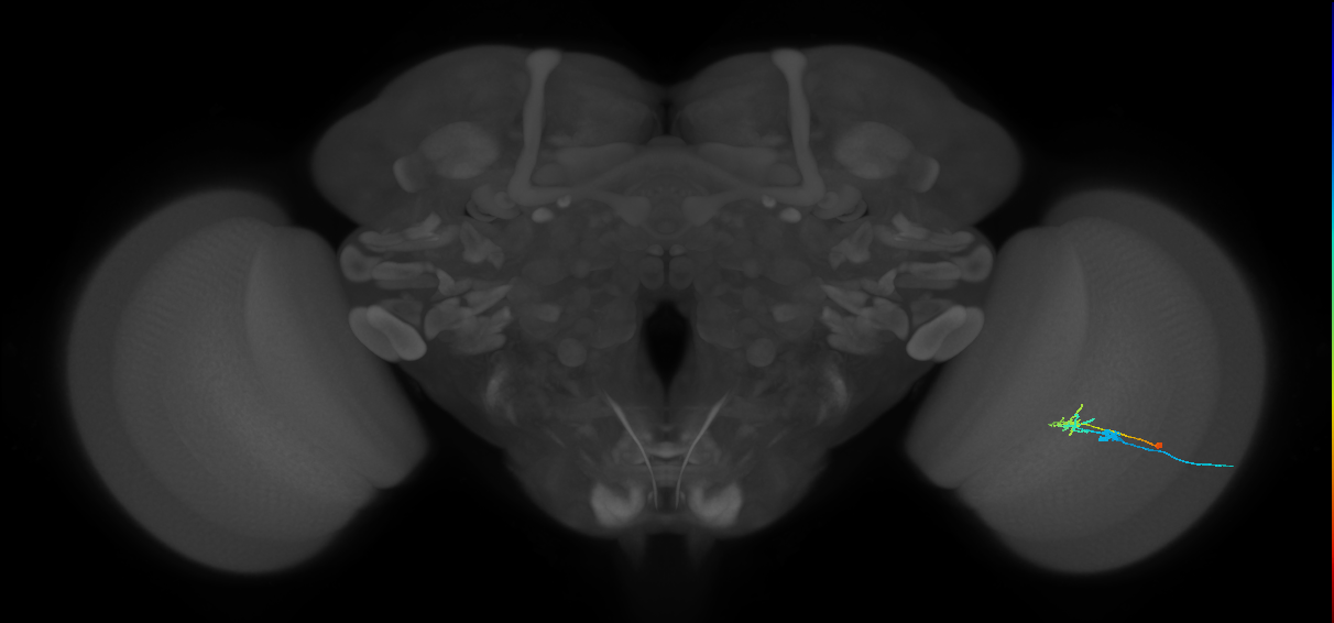C2_R (MaleCNS:99027)