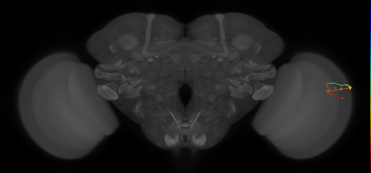 C2_R (MaleCNS:117389)