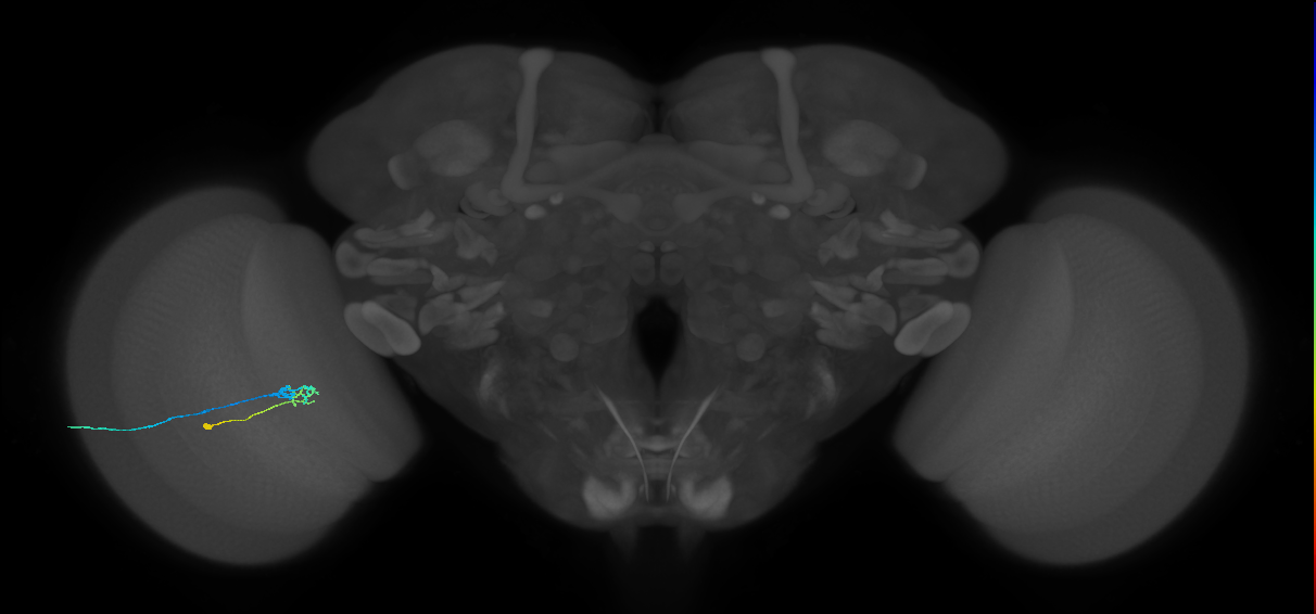 C2_L (MaleCNS:137335)