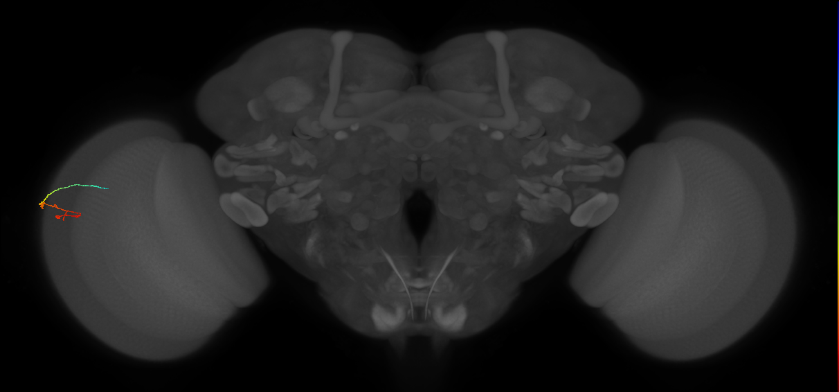 C2_L (MaleCNS:173873)