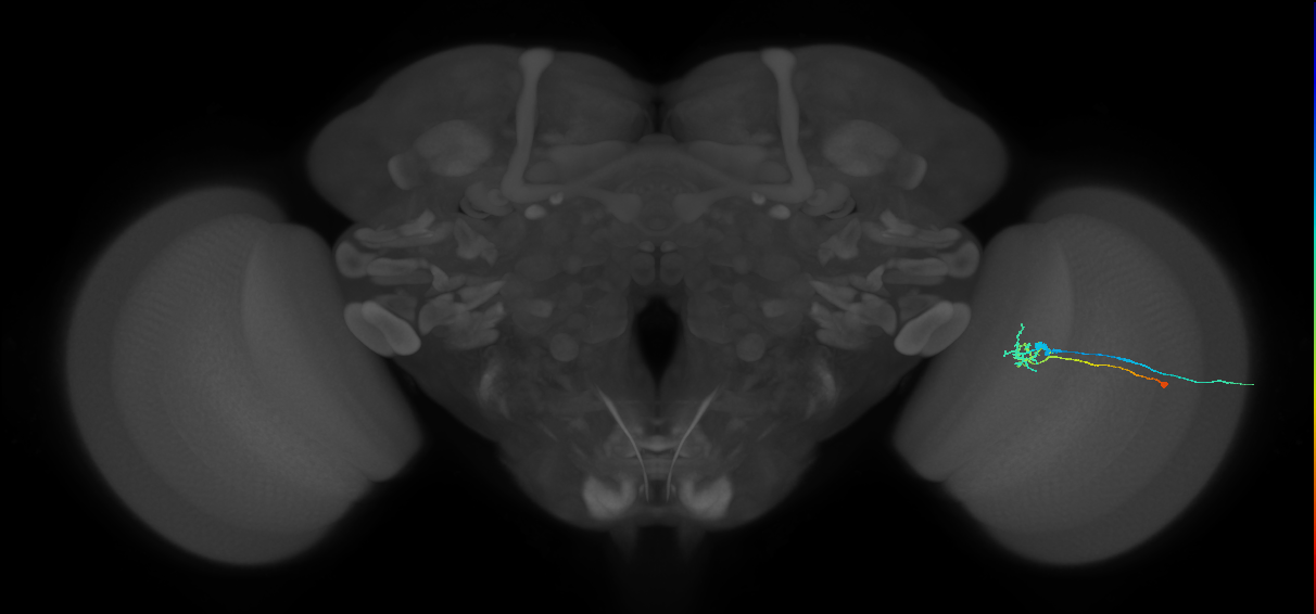 C2_R (MaleCNS:153529)