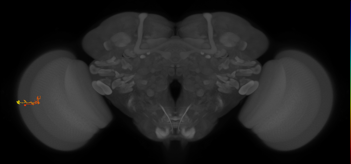 C2_L (MaleCNS:568933)
