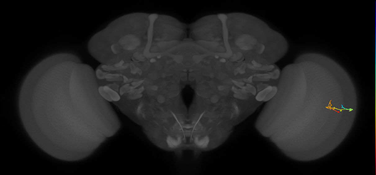 C2_R (MaleCNS:79917)