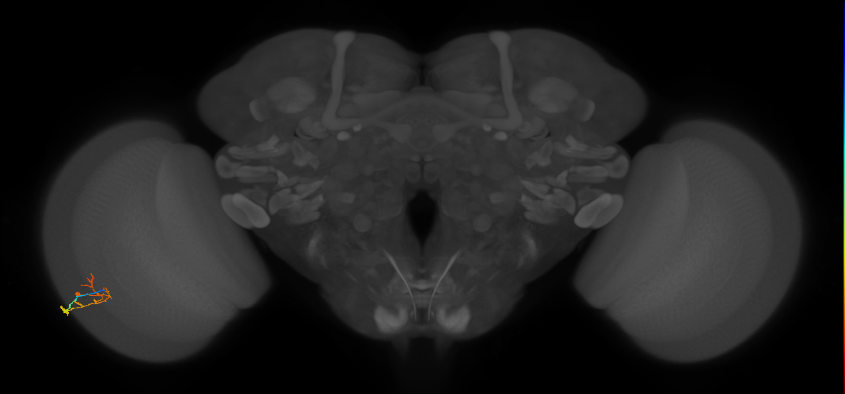 C2_L (MaleCNS:175664)