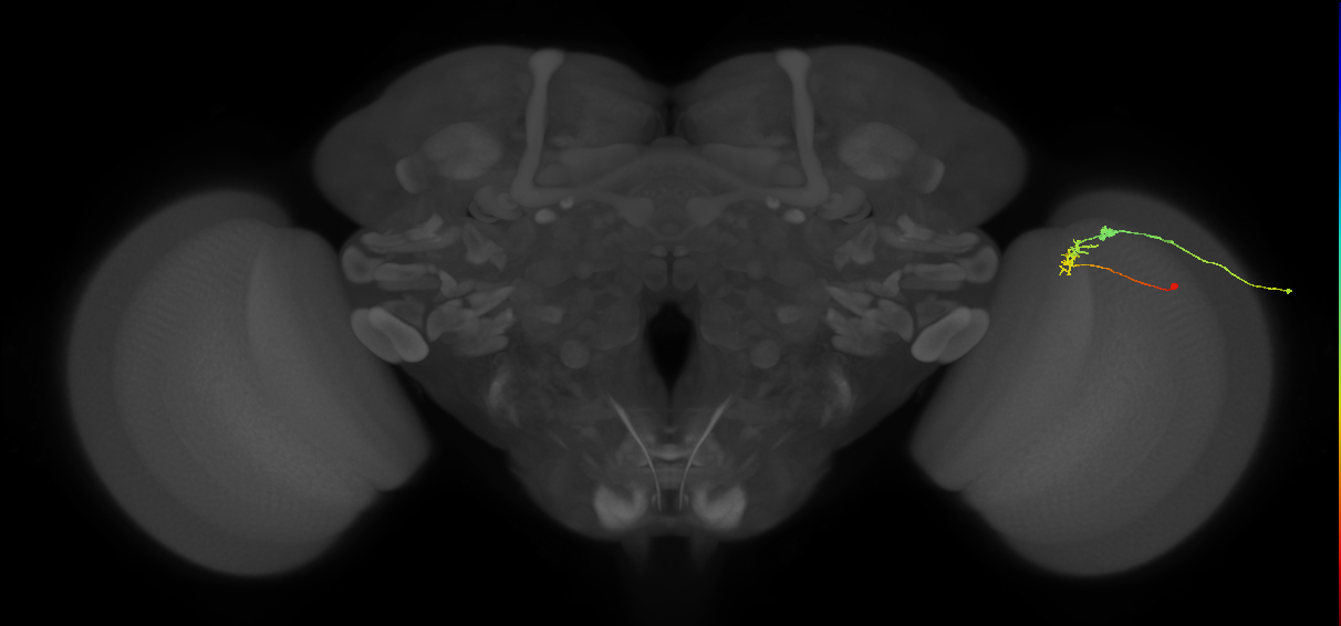 C2_R (MaleCNS:109795)