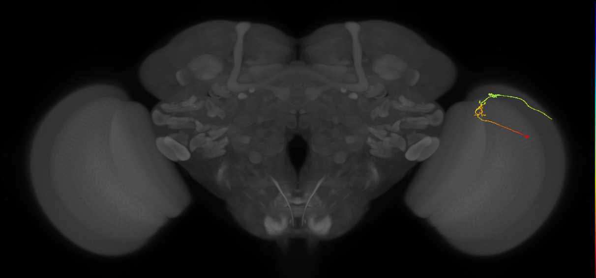 C2_R (MaleCNS:97280)
